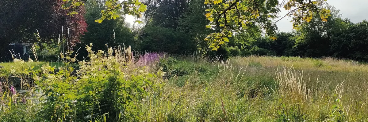 Wiesenlandschaft mit wilden Gräsern und Bäumen bei Seipp Wohnen – Sinnbild für gelebten Umweltschutz und regionale Verantwortung.